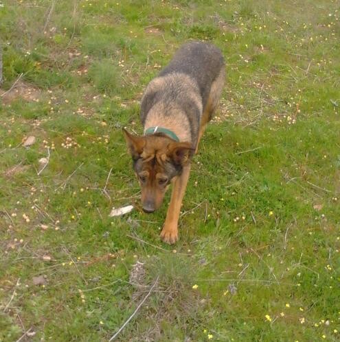 paseo por el campo